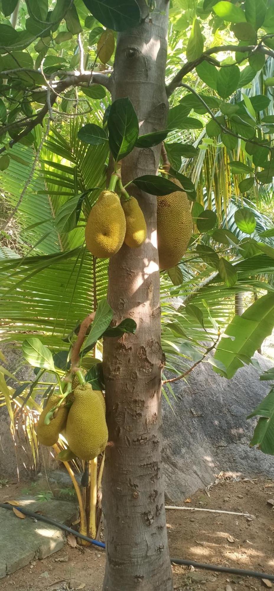Gopi Plantation Homestay Hampi Zewnętrze zdjęcie